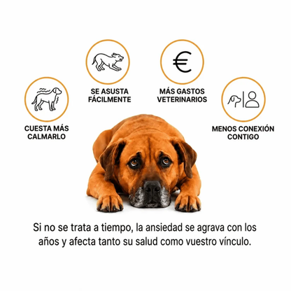De la inquietud y la ansiedad al descanso: una nueva rutina de bienestar para tu mascota